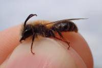 Andrena fulva
