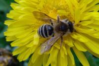 Andrena gravida