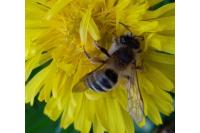 Andrena gravida
