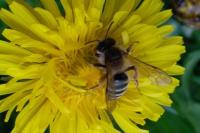 Andrena gravida