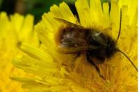 Osmia cornuta