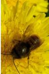 Osmia cornuta