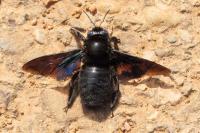 Xylocopa valga