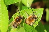 Eucera