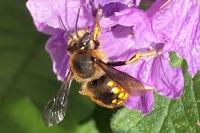 Anthidium manicatum