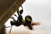 Leucospis dorsigera