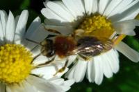 Andrena haemorrhoa