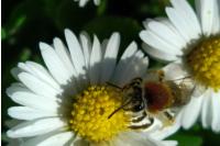 Andrena haemorrhoa
