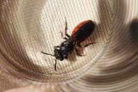 Sphecodes albilabris