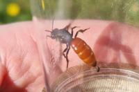 Sphecodes albilabris