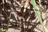Andrena