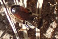 Andrena