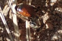 Andrena