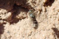 Lasioglossum