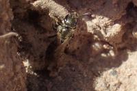 Lasioglossum
