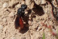 Sphecodes albilabris