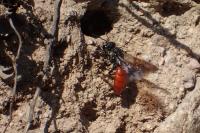 Sphecodes albilabris