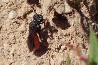 Sphecodes albilabris