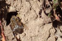 Colletes cunicularius