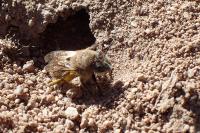 Colletes cunicularius