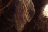 Colletes cunicularius