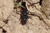 Sphecodes albilabris