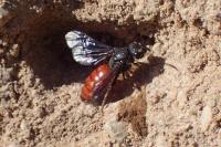 Sphecodes albilabris