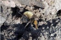 Andrena clarkella