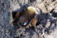 Andrena clarkella