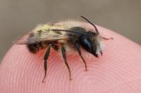 Osmia bicornis