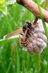 Polistes nimpha