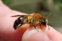 Andrena nitida