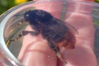 Bombus lapidarius