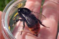 Bombus lapidarius