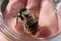 Bombus sylvarum