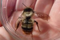 Bombus sylvarum