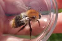Bombus pascuorum