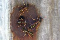 Polistes dominula
