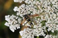 Tenthredo marginella