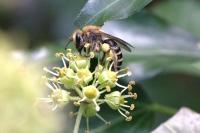 Colletes hederae