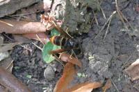 Vespa velutina