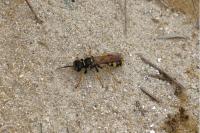 Mellinus arvensis