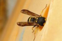 Ancistrocerus nigricornis