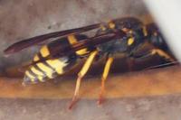 Ancistrocerus nigricornis
