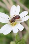 Andrena labiata