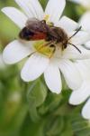 Andrena labiata