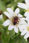 Andrena labiata