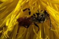 Nomada fabriciana