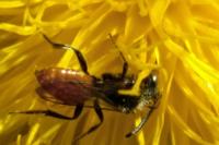 Nomada fabriciana
