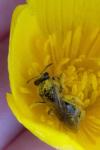 Andrena